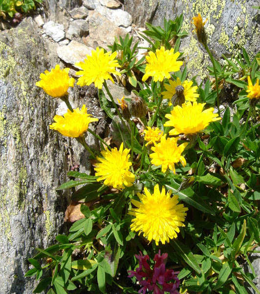 Leontodon pyrenaicus photo